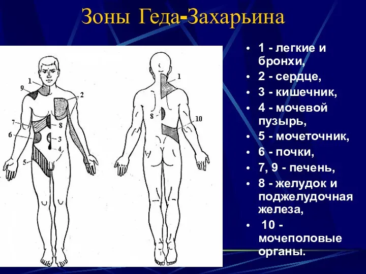 Зоны Геда-Захарьина 1 - легкие и бронхи, 2 - сердце, 3 -