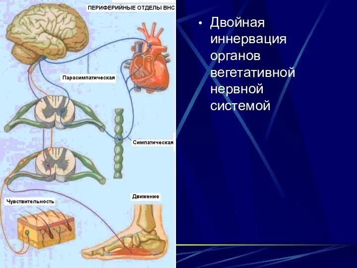 Двойная иннервация органов вегетативной нервной системой