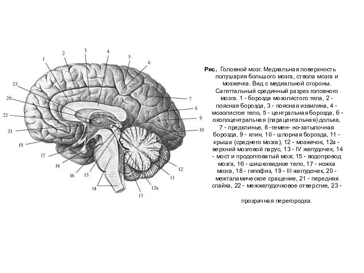 Рис. Головной мозг. Медиальная поверхность полушария большого мозга, ствола мозга и мозжечка.