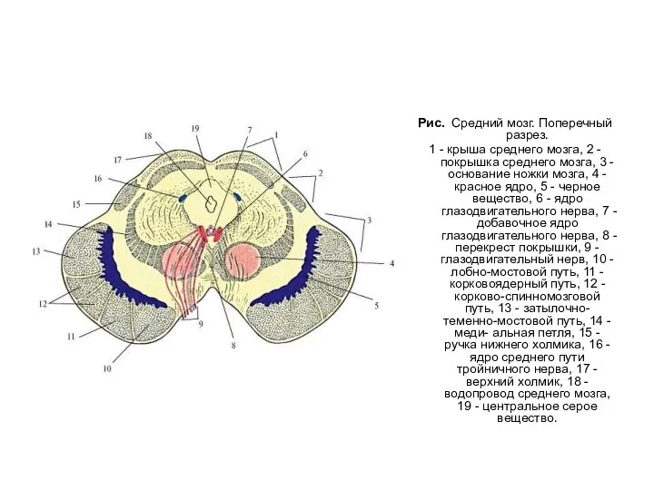 Рис. Средний мозг. Поперечный разрез. 1 - крыша среднего мозга, 2 -