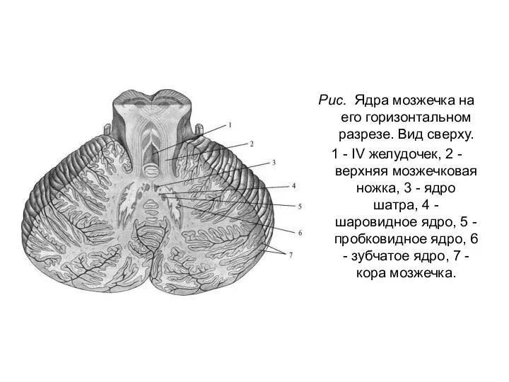 Рис. Ядра мозжечка на его горизонтальном разрезе. Вид сверху. 1 - IV