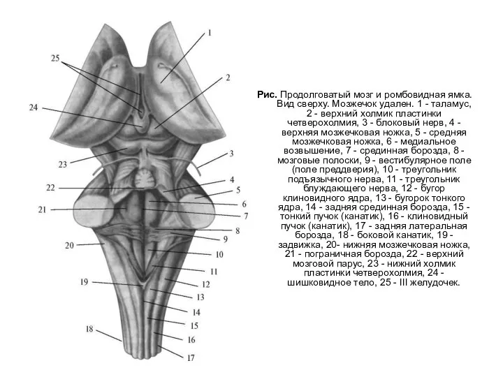 Рис. Продолговатый мозг и ромбовидная ямка. Вид сверху. Мозжечок удален. 1 -