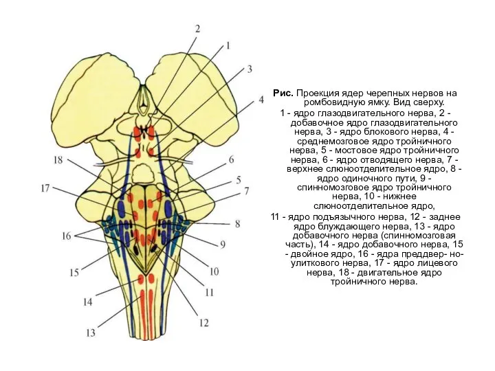 Рис. Проекция ядер черепных нервов на ромбовидную ямку. Вид сверху. 1 -