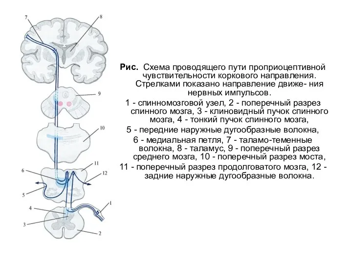 Рис. Схема проводящего пути проприоцептивной чувствительности коркового направления. Стрелками показано направление движе-