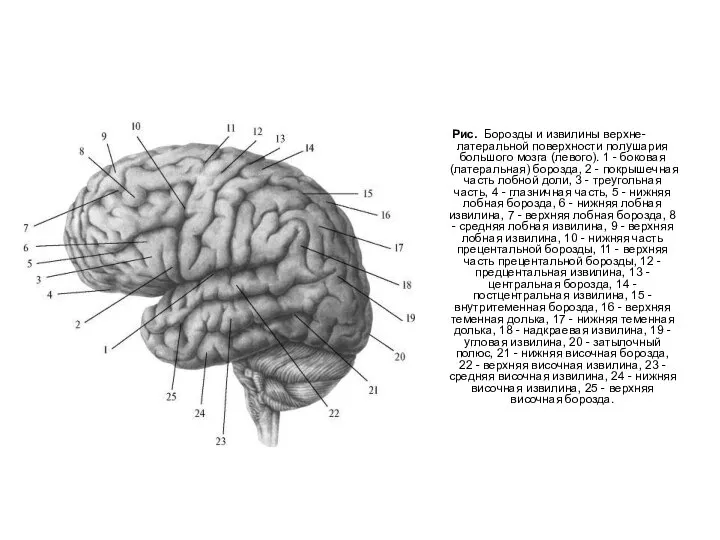 Рис. Борозды и извилины верхне-латеральной поверхности полушария большого мозга (левого). 1 -