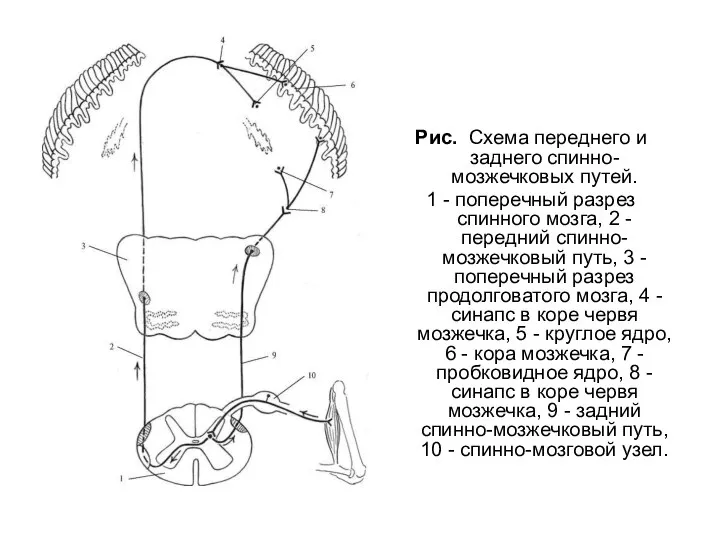 Рис. Схема переднего и заднего спинно-мозжечковых путей. 1 - поперечный разрез спинного