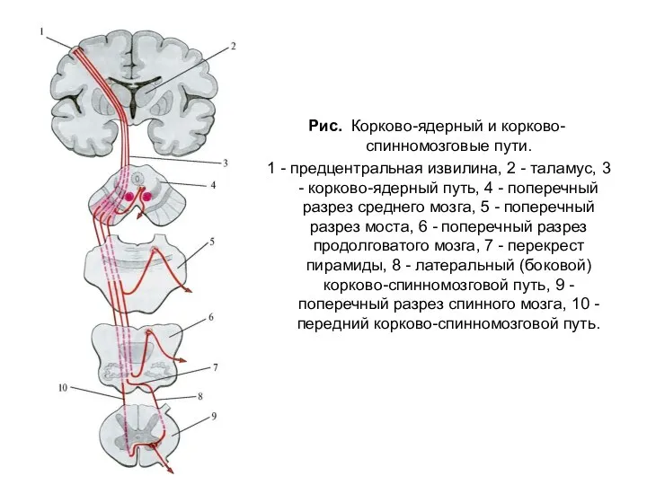 Рис. Корково-ядерный и корково-спинномозговые пути. 1 - предцентральная извилина, 2 - таламус,