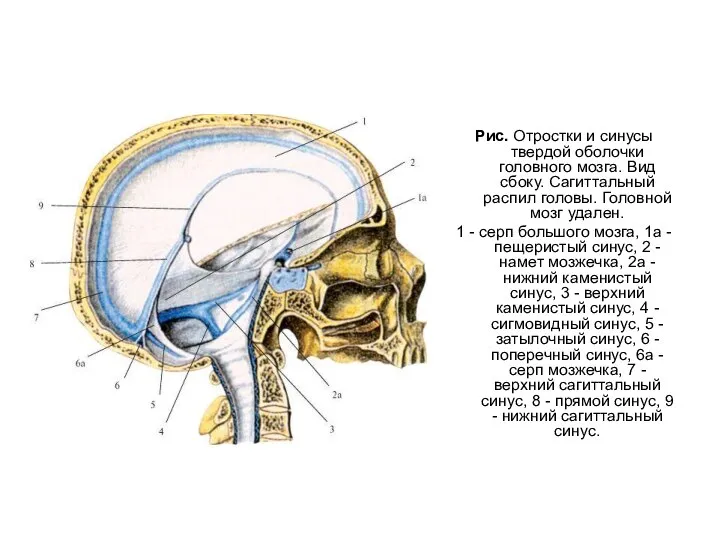 Рис. Отростки и синусы твердой оболочки головного мозга. Вид сбоку. Сагиттальный распил