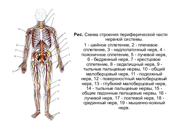 Рис. Схема строения периферической части нервной системы. 1 - шейное сплетение, 2