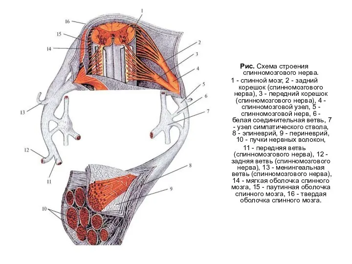 Рис. Схема строения спинномозгового нерва. 1 - спинной мозг, 2 - задний