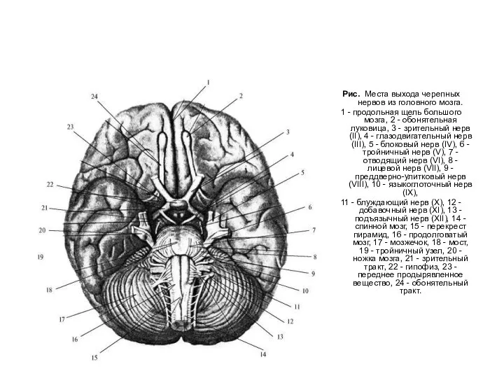 Рис. Места выхода черепных нервов из головного мозга. 1 - продольная щель