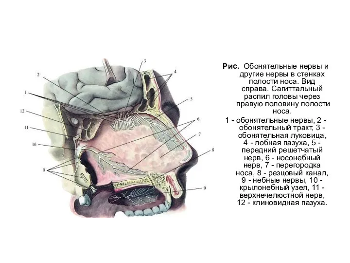 Рис. Обонятельные нервы и другие нервы в стенках полости носа. Вид справа.