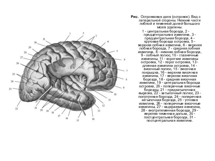 Рис. Островковая доля (островок). Вид с латеральной стороны. Нижние части лобной и