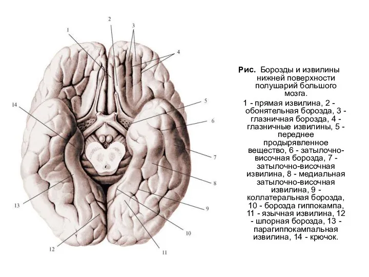 Рис. Борозды и извилины нижней поверхности полушарий большого мозга. 1 - прямая