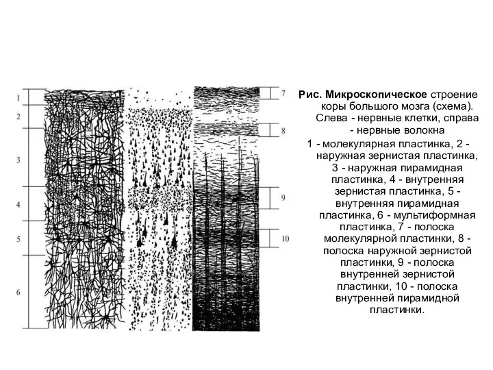 Рис. Микроскопическое строение коры большого мозга (схема). Слева - нервные клетки, справа