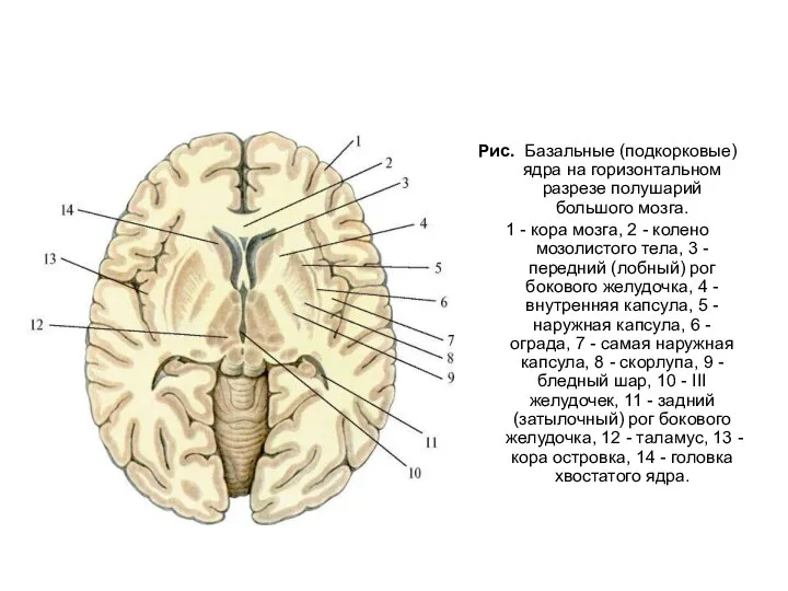 Рис. Базальные (подкорковые) ядра на горизонтальном разрезе полушарий большого мозга. 1 -