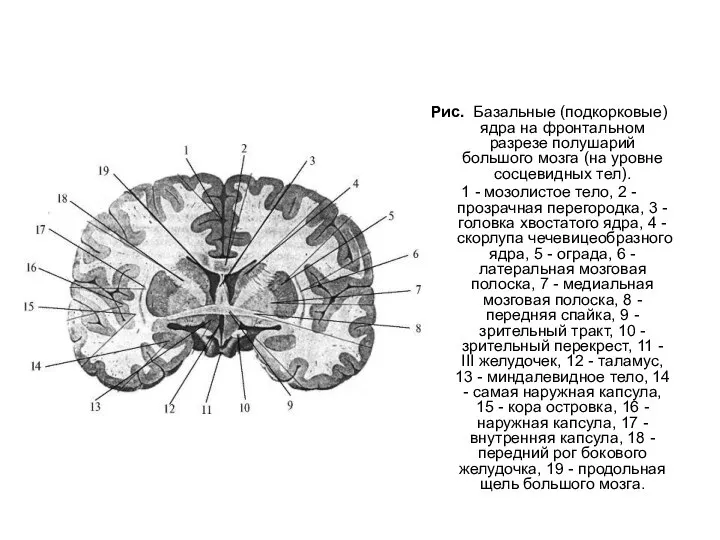 Рис. Базальные (подкорковые) ядра на фронтальном разрезе полушарий большого мозга (на уровне