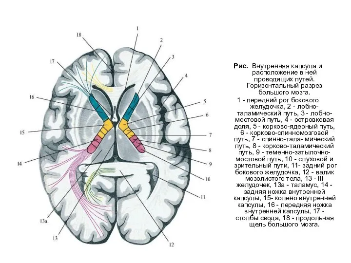 Рис. Внутренняя капсула и расположение в ней проводящих путей. Горизонтальный разрез большого
