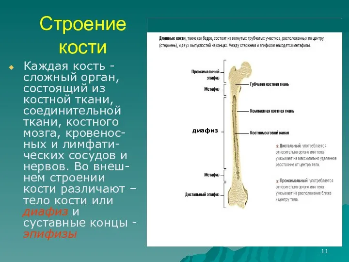 Строение кости Каждая кость - сложный орган, состоящий из костной ткани, соединительной