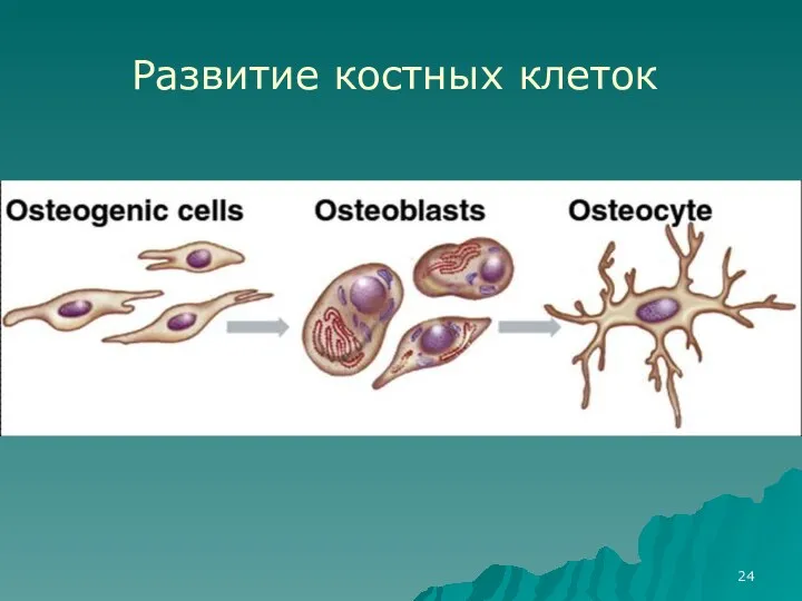 Развитие костных клеток