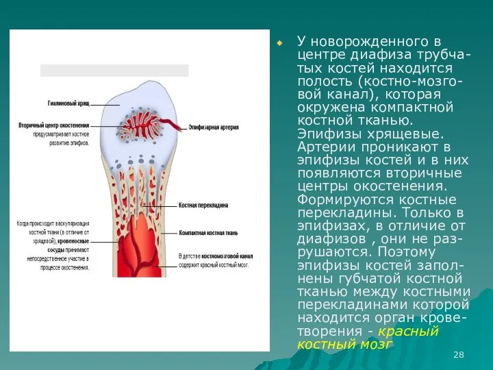 У новорожденного в центре диафиза трубча-тых костей находится полость (костно-мозго-вой канал), которая