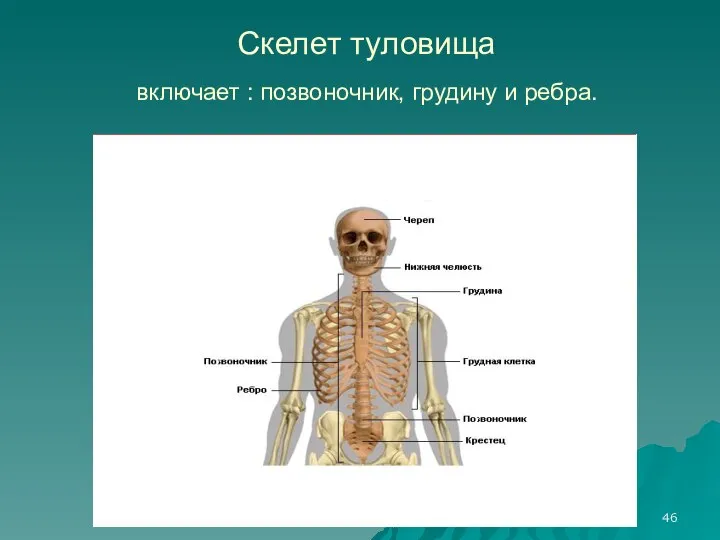 Скелет туловища включает : позвоночник, грудину и ребра.