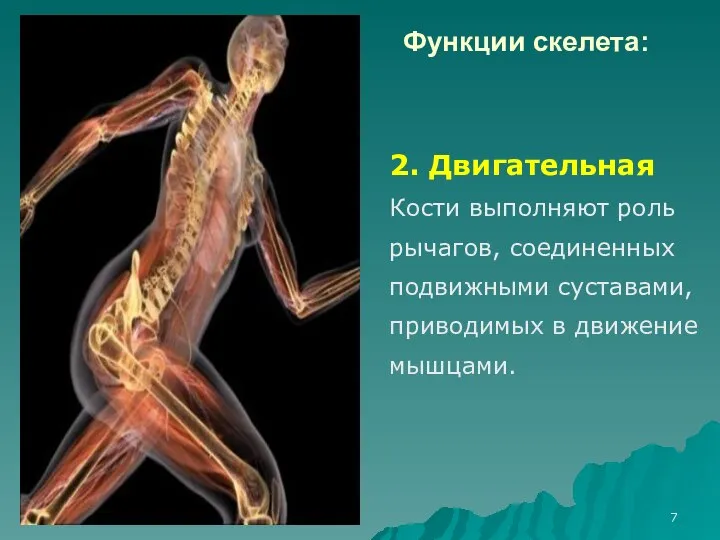 Функции скелета: 2. Двигательная Кости выполняют роль рычагов, соединенных подвижными суставами, приводимых в движение мышцами.