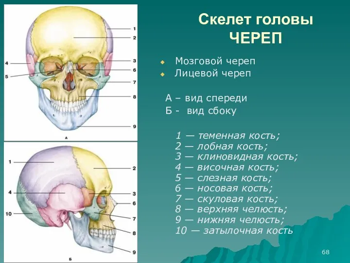 Скелет головы ЧЕРЕП Мозговой череп Лицевой череп А – вид спереди Б