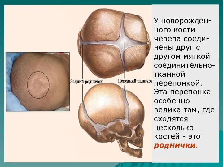 У новорожден-ного кости черепа соеди-нены друг с другом мягкой соединительно-тканной перепонкой. Эта