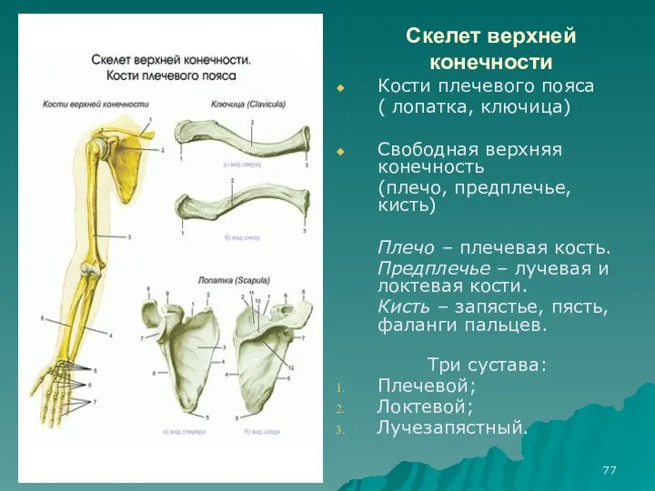 Скелет верхней конечности Кости плечевого пояса ( лопатка, ключица) Свободная верхняя конечность