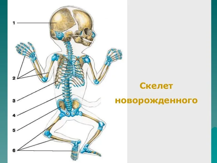 Скелет новорожденного