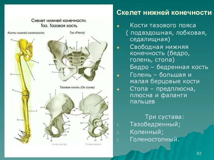 Скелет нижней конечности Кости тазового пояса ( подвздошная, лобковая, седалищная) Свободная нижняя