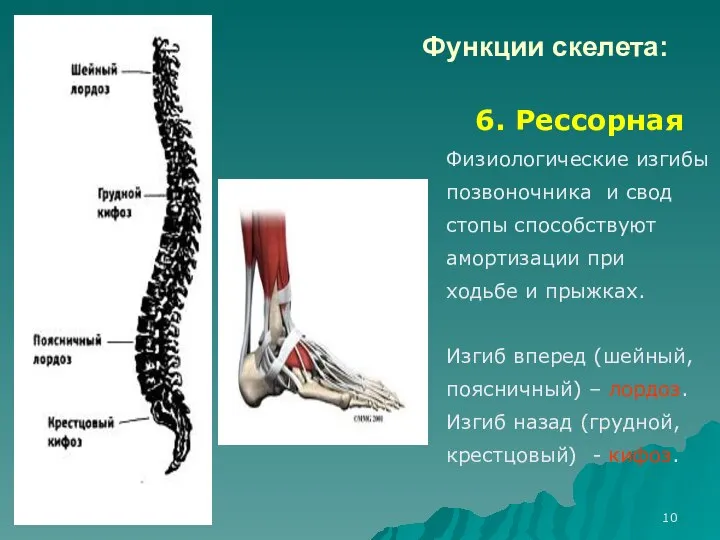 Функции скелета: 6. Рессорная Физиологические изгибы позвоночника и свод стопы способствуют амортизации