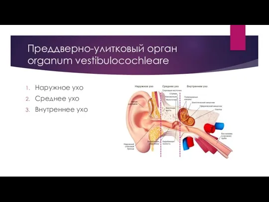 Преддверно-улитковый орган organum vestibulocochleare Наружное ухо Среднее ухо Внутреннее ухо