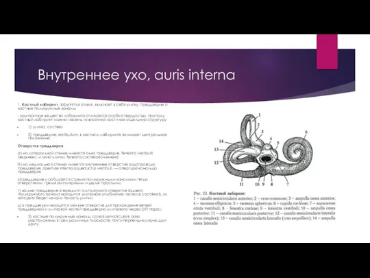 Внутреннее ухо, auris interna 1. Костный лабиринт, labyrinthus osseus, включает в себя