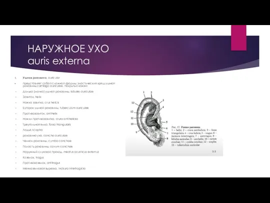 НАРУЖНОЕ УХО auris externa Ушная раковина, auricular представляет собой сложной формы эластический