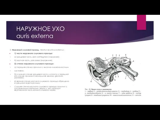 НАРУЖНОЕ УХО auris externa 2. Наружный слуховой проход, meatus acusticus externus :