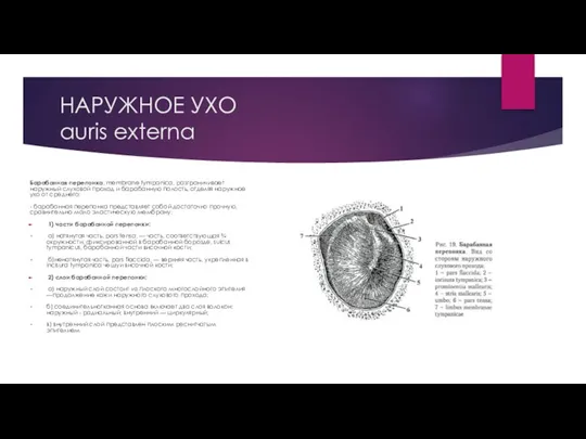 НАРУЖНОЕ УХО auris externa Барабанная перепонка, membrane tympanica, разграничивает наружный слуховой проход