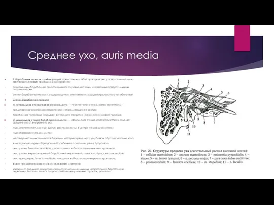 Среднее ухо, auris media 1. Барабанная полость, cavitas tympani, представляет собой пространство,