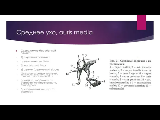 Среднее ухо, auris media Содержимое барабанной полости 1) слуховые косточки, : а)