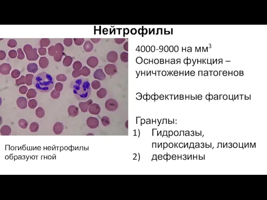 Нейтрофилы 4000-9000 на мм3 Основная функция – уничтожение патогенов Эффективные фагоциты Гранулы: