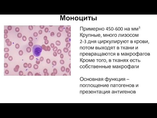 Моноциты Примерно 450-600 на мм3 Крупные, много лизосом 2-3 дня циркулируют в