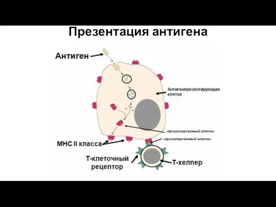 Презентация антигена