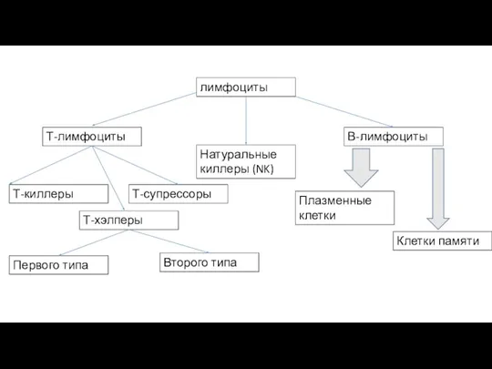 лимфоциты Т-лимфоциты В-лимфоциты Натуральные киллеры (NK) Т-супрессоры Т-хэлперы Т-киллеры Плазменные клетки Клетки