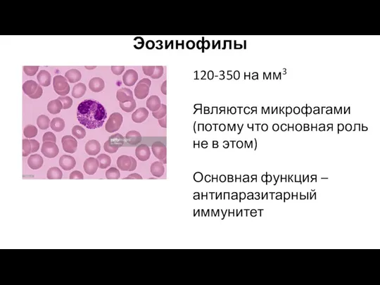 Эозинофилы 120-350 на мм3 Являются микрофагами (потому что основная роль не в