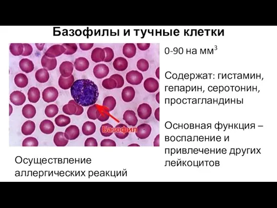 Базофилы и тучные клетки 0-90 на мм3 Содержат: гистамин, гепарин, серотонин, простагландины