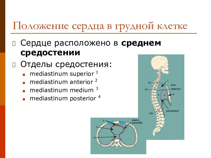 Положение сердца в грудной клетке Сердце расположено в среднем средостении Отделы средостения: