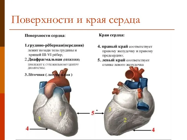 Поверхности и края сердца