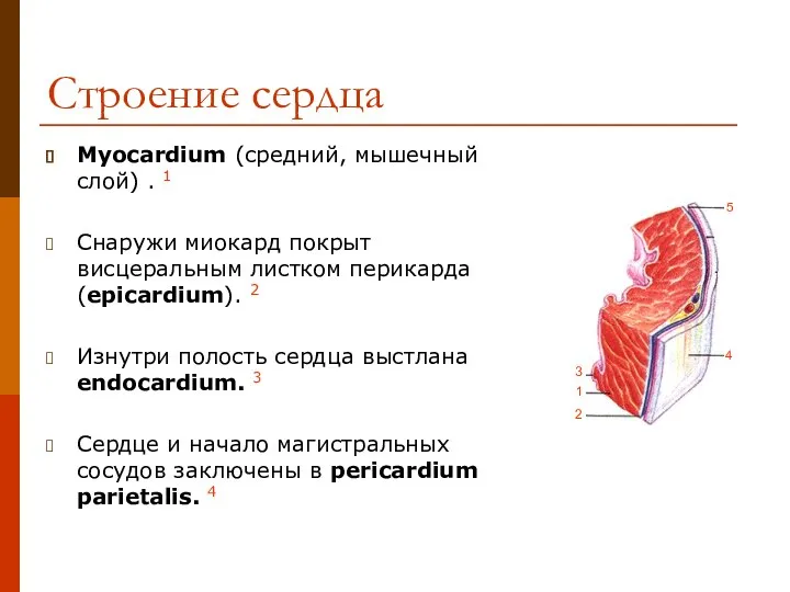 Строение сердца Myocardium (средний, мышечный слой) . 1 Снаружи миокард покрыт висцеральным