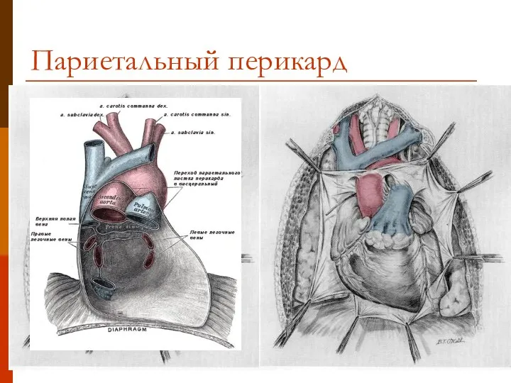 Париетальный перикард